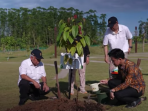 Gibran Rakabuming Raka Gibran Menanam Pohon Ulin di IKN