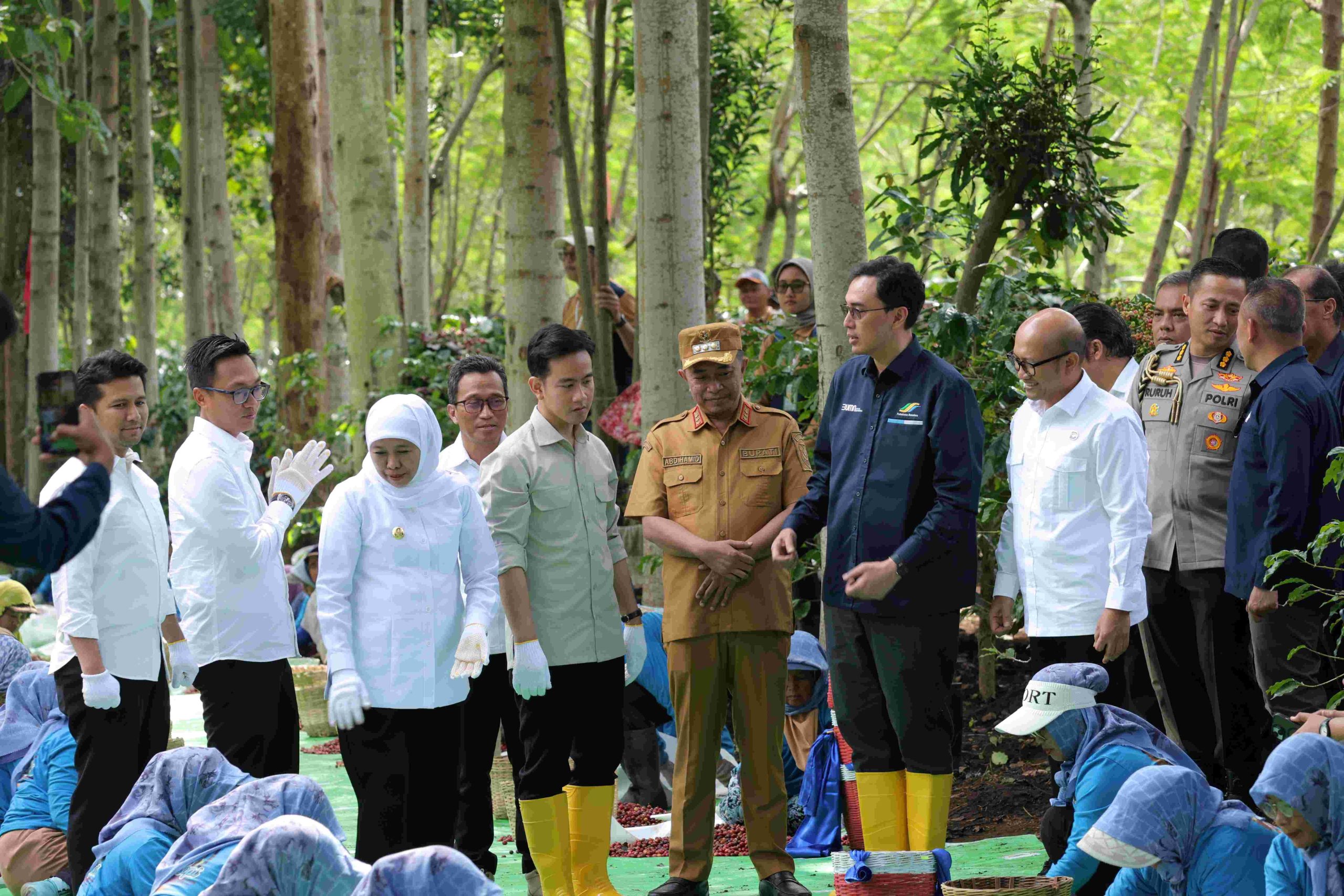 Wakil Presiden Republik Indonesia, Gibran Rakabuming Raka, kunjungan kerja di kawasan perkebunan kopi Ijen di Bondowoso yang dikelola PTPN dan Perhutani, pada Selasa (24/06/2025).